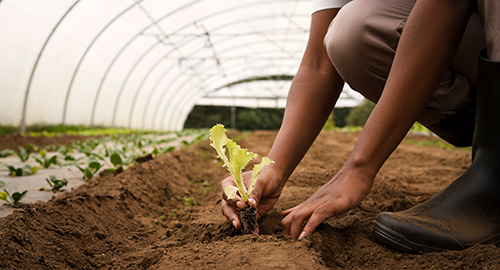 Greener Days Ahead: Beekman Resorts Embrace Sustainability